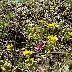 꽃다지에 대하여 썸네일