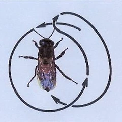 초승달춤 썸네일