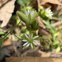 별꽃에 대하여 썸네일