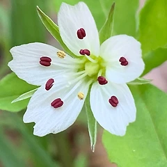 개별꽃에 대하여 썸네일