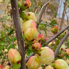 칼날이던 말, 꽃이 되기를 썸네일