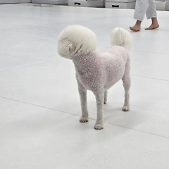 카뮈의 말처럼 썸네일