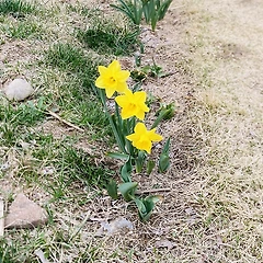 예감처럼 기침이 시작되고 썸네일