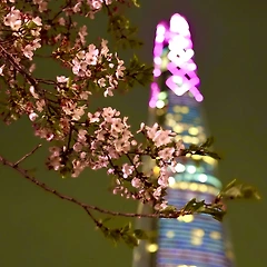 도시의 봄밤 썸네일