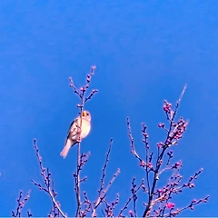 2월의 홍매화  썸네일