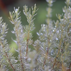 로즈메리 × 레몬밤 - 깨어 있으면서도 흔들리지 않기 썸네일