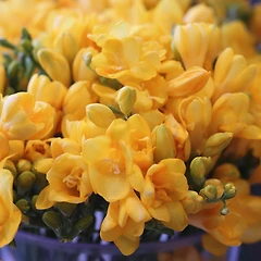 3월 꽃샘추위 썸네일