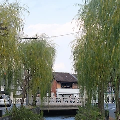 수양버들 썸네일