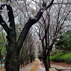 사라지기 때문에 아름다운 썸네일