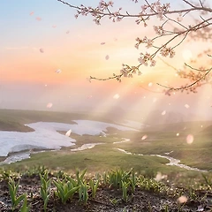 나의 봄 썸네일