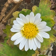 밝음은 맑음에서, 깊음은 침묵에서 썸네일