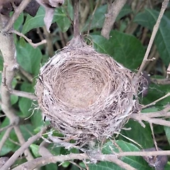 빈 둥지 썸네일