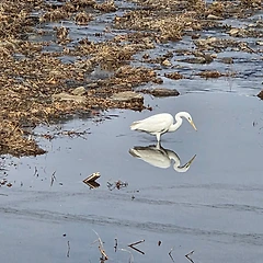그대의 봄은! 썸네일