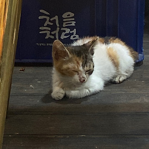 냥줍한 썰 푼다.(라고 쓰고 일상 이야기라 읽지 또😎)