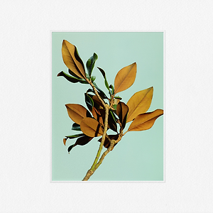 Wet - Deadwater
