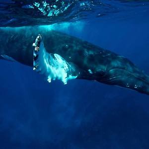 Saturdaysun - Whale Song