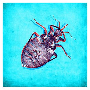 Amatria - Chinches