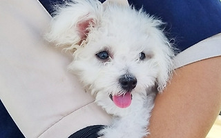 태어나 처음 바다를<br>본 아기 강아지<br>