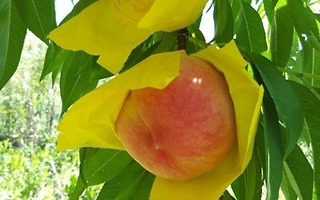 복숭아가 익어가는<br>계절이면<br>