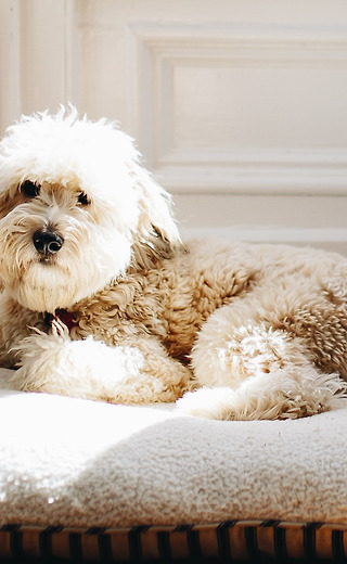 내 이름은 탐정,<br>강아지죠.<br>