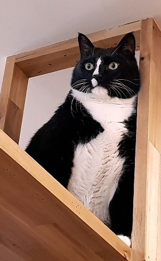 고양이는 처음