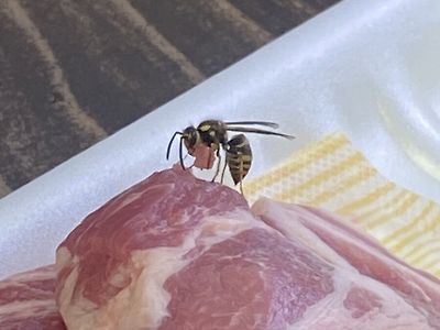 벌이 날아와서 고기 썰어서 훔쳐감 ㅋㅋ