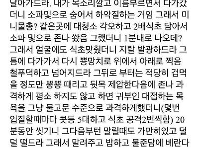 디시인의 냥이훈육