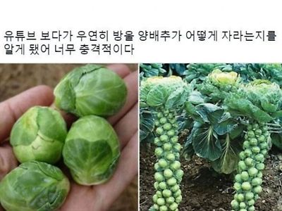 방울양배추가 자라는법