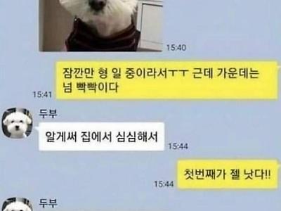 댕댕이와 냥이가 카톡을 할 수 있다면.jpg