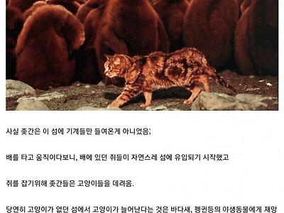 매쿼리섬으로본 인간의 악영향