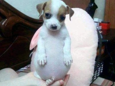 댕댕이에게 군고구마를 주면 안되는 이유