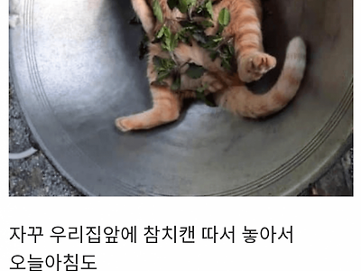 매일매일 참치캔을 가져다주는 캣맘