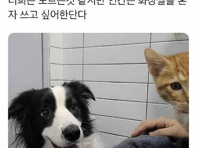 개와 고양이가 이해하지 못하는거