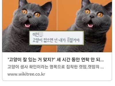 캣맘vs여시 사건을 본 대구 고양이보호연대의 한마디