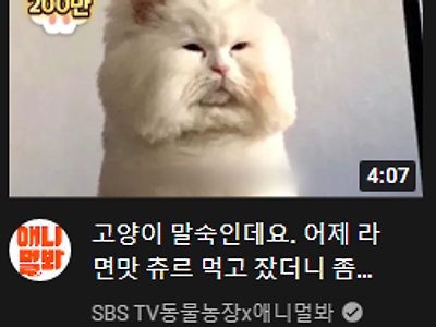 유튜브 볼때마다 뿜는.. 고양이 썸네일