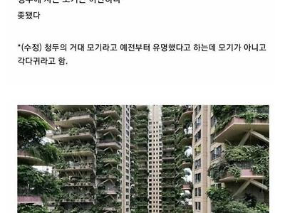 중국의 친환경 아파트 근황