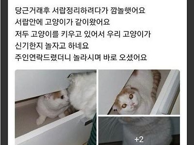 당근마켓 거래하다 냥이 딸려온 썰