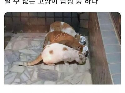 도통 알 수 없는 고양이 습성 중 하나