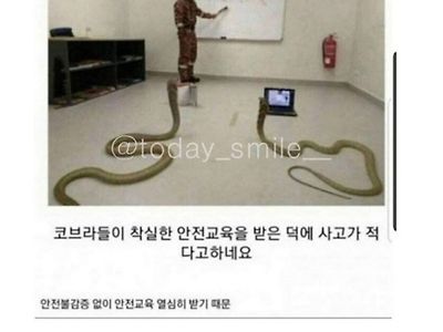 코브라쇼가 사고 없이 가능한 이유