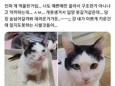 이쁜애만 골라서 입양했다고 욕먹어서 억울했던 고양이 집사 근황 ㄷㄷㄷ..jpg