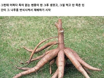 식재료가 된 것이 신기한 식물 투탑