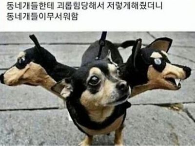 댕댕이 자존심 세워주는 법