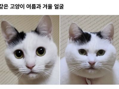 같은고양이 다른얼굴