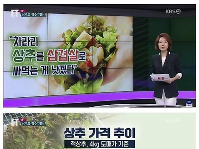 요즘 장마 땜에 금값이라는 상추가격 근황