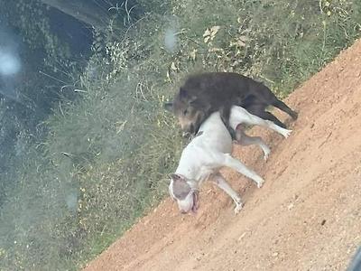 개돼지가 만들어지는 과정