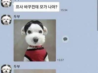 댕댕이랑 카톡할 수 있다면...