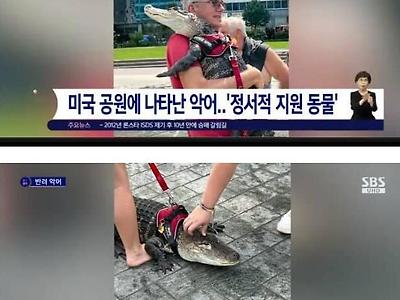 미국 공원에 나타난 반려 악어