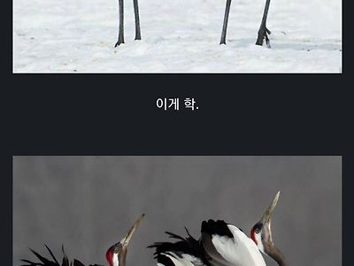 두루미와 학을 구분하는 방법