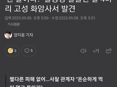 촬영장에서 말 4마리가 탈출함 ㄷㄷ