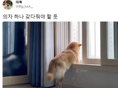 바깥세상이 궁금한 댕댕이